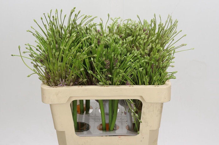 <h4>Allium Schubertii</h4>