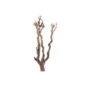 Syringa Branch Super Humfrey