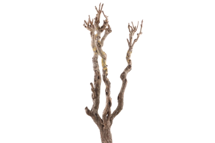<h4>Syringa Branch Super Humfrey</h4>