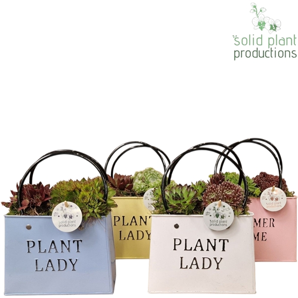 <h4>SMP006 Summer Bag Mix Sempervivum</h4>