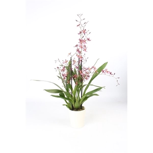 Oncidium 'Mieke von Holm' geurend 3+ tak met wit keramiek