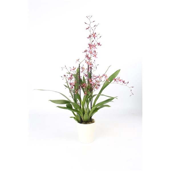 <h4>Oncidium 'Mieke von Holm' geurend 3+ tak met wit keramiek</h4>