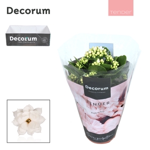 Kalanchoe Decorum TENDER - Serenity Silk