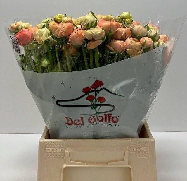 <h4>RAN EL SALMON</h4>