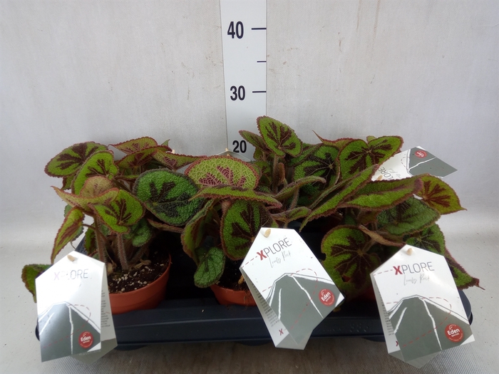 <h4>Begonia BD masoniana 'Rock'</h4>