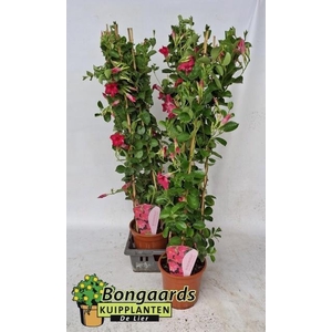 MANDE SUN PINK