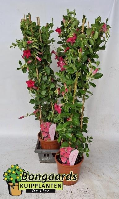 <h4>MANDE SUN PINK</h4>