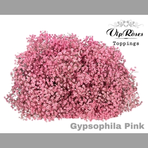 GYPS PA PINK