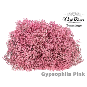 Gyps Pa Pink