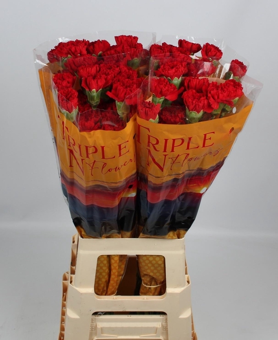 <h4>DI ST PELAYO</h4>