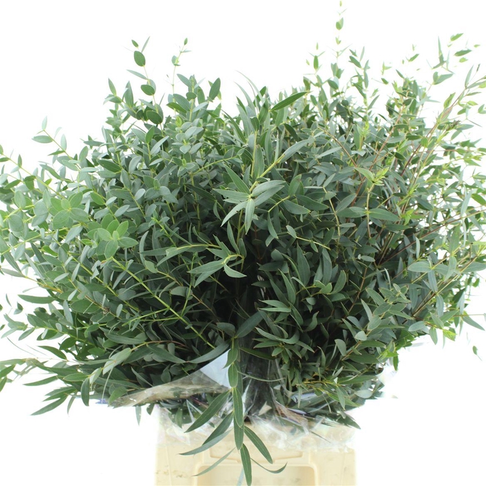 <h4>Euca Parvifolia 450 Gram</h4>