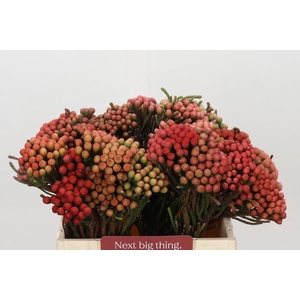 Kaaps Groen Red Brunia XL