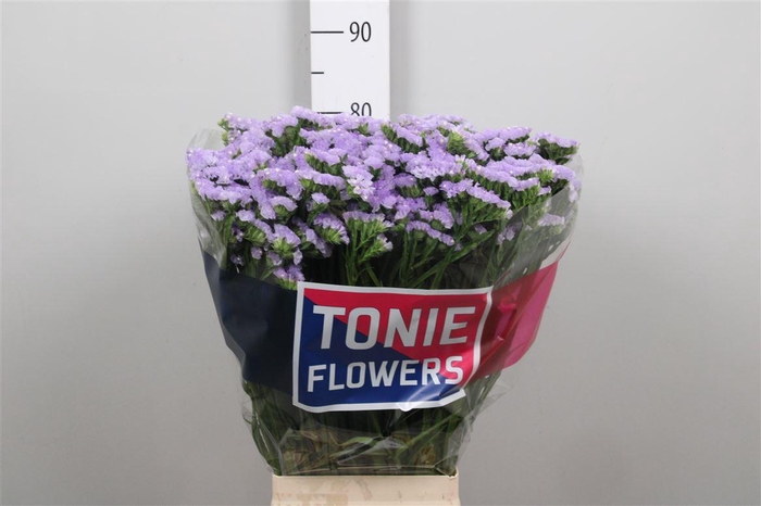 <h4>Lim S Luna Blue</h4>