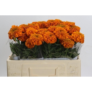 Tagetes Marigold Promise Orange