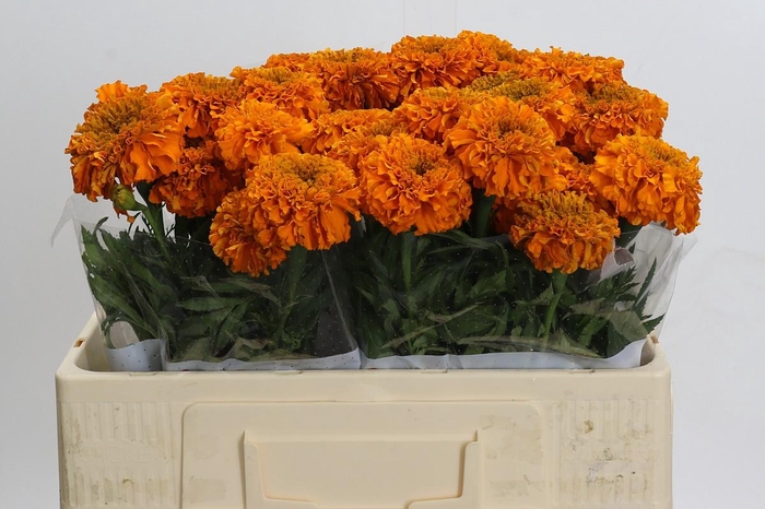 <h4>Tagetes Marigold Promise Orange</h4>