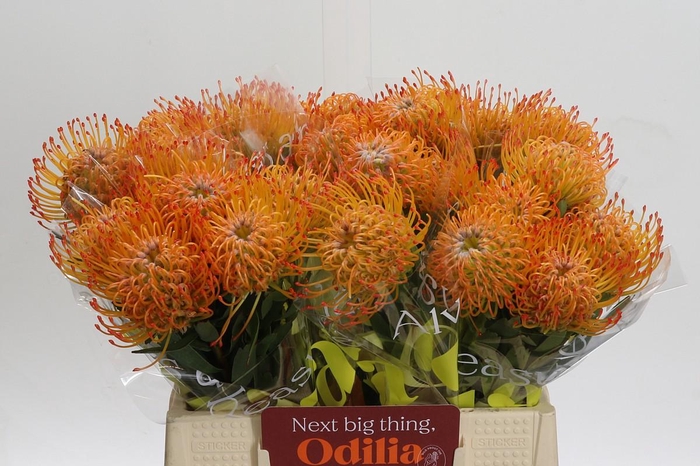 <h4>Nutans Ayoba Sun</h4>