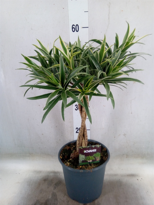 <h4>Dracaena refl.   ...</h4>