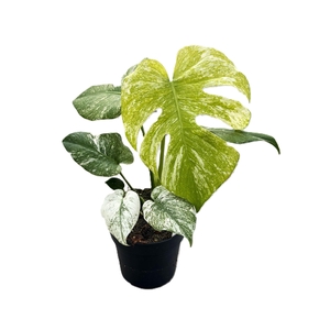 Monstera   ...