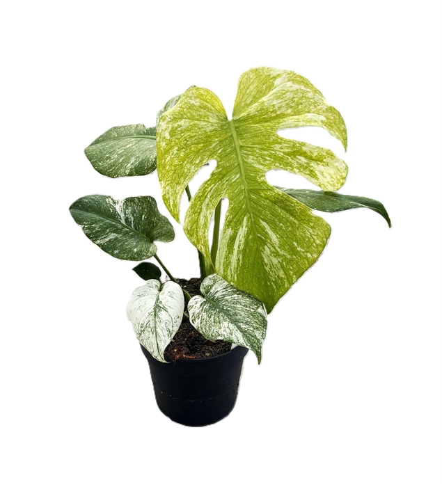 <h4>Monstera   ...</h4>