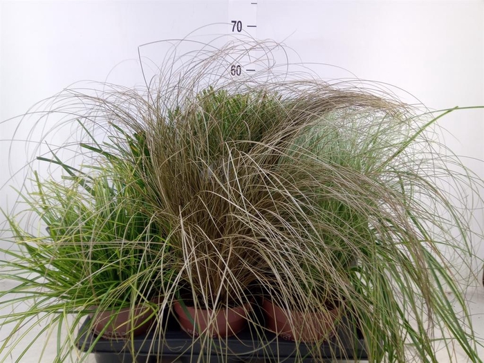 <h4>Carex   ...mix</h4>