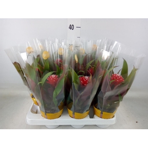 Guzmania  'Priscilla'