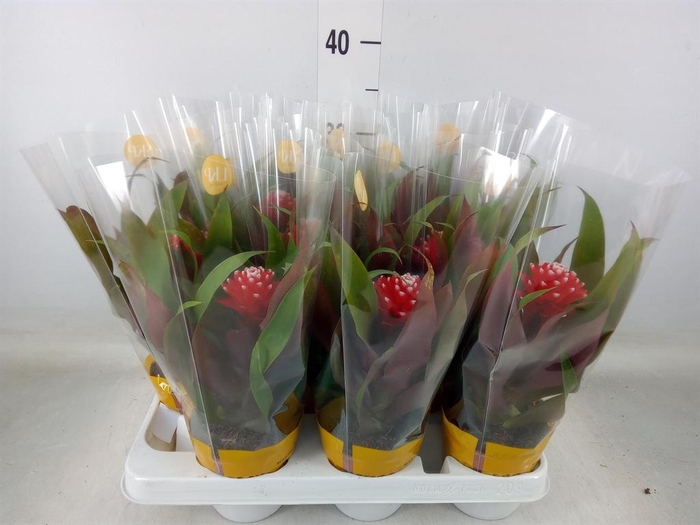 <h4>Guzmania  'Priscilla'</h4>