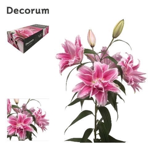 LI ROSELILY ISABELLA 4+ Medium Decorum Box