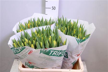 <h4>Tu En Denmark</h4>