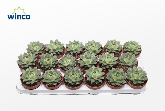 <h4>Echeveria Parva</h4>