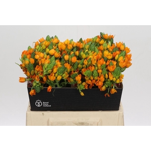 Ornithogalum Dubium Sunshine