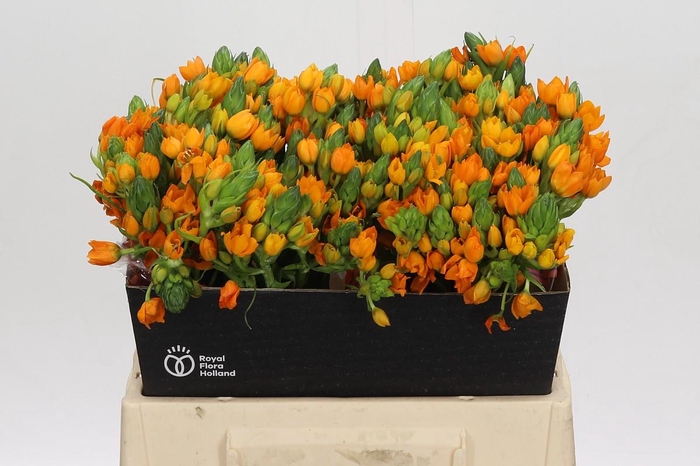 <h4>Ornithogalum Dubium Sunshine</h4>