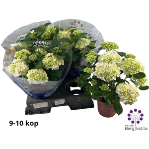 .Hydrangea macr hi white sun