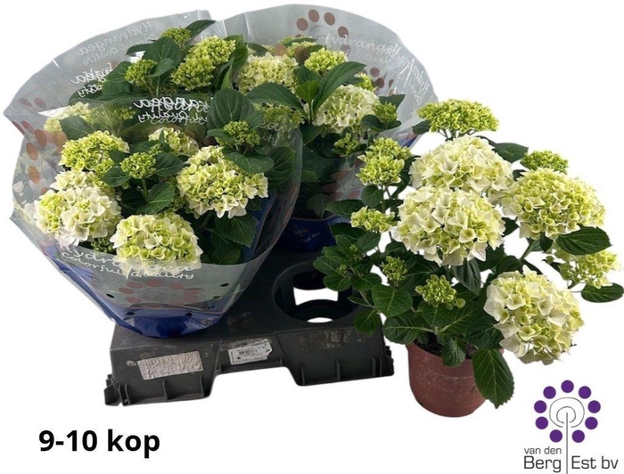 <h4>.Hydrangea macr hi white sun</h4>