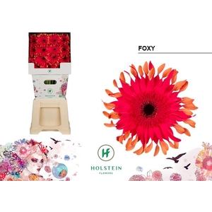 Gerbera Big Gerpasta Foxy