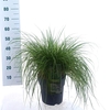 Pennisetum alopecuroides Hameln