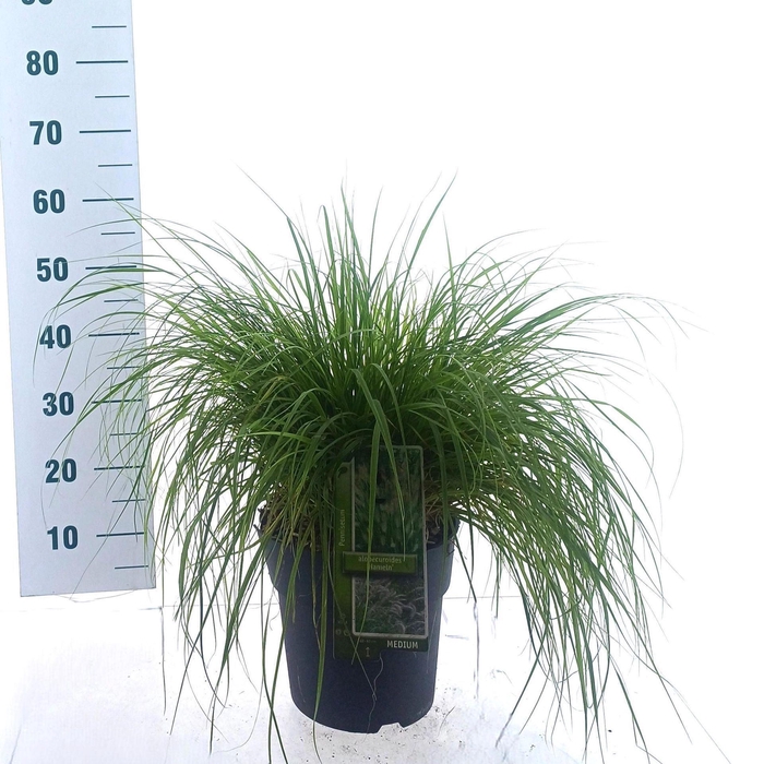 Pennisetum alopecuroides Hameln