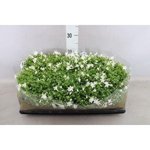 Campanula porten. 'Get Mee White'