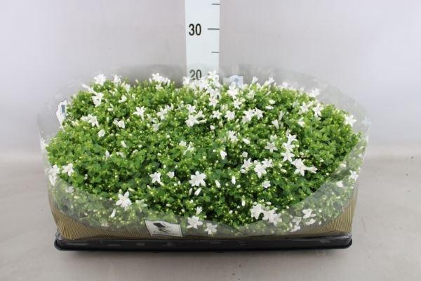 <h4>Campanula porten. 'Get Mee White'</h4>