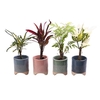 CODIAEUM MIX P6 L 65570