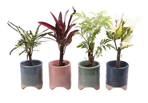 CODIAEUM MIX P6 L 65570