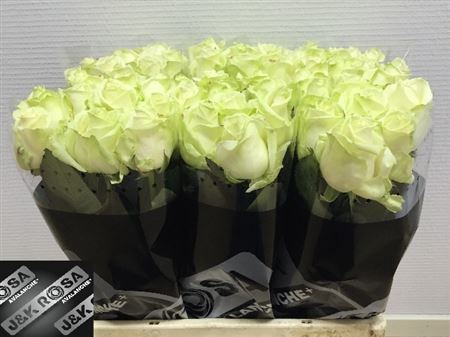 <h4>R GR AVALANCHE+A2</h4>