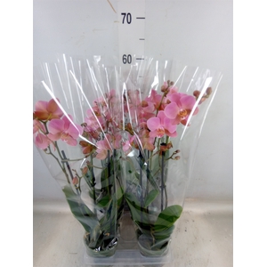 Phalaenopsis multi. 'Ant Treviso'
