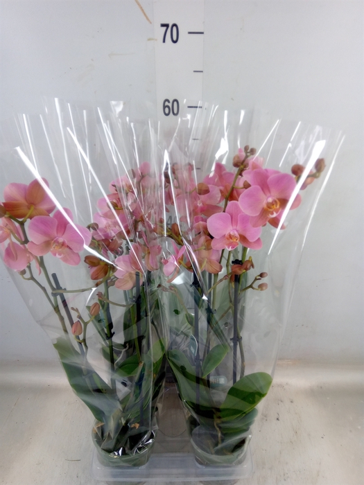 <h4>Phalaenopsis multi. 'Ant Treviso'</h4>