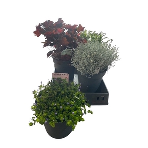 VASTE PLANT GEM 4 SO