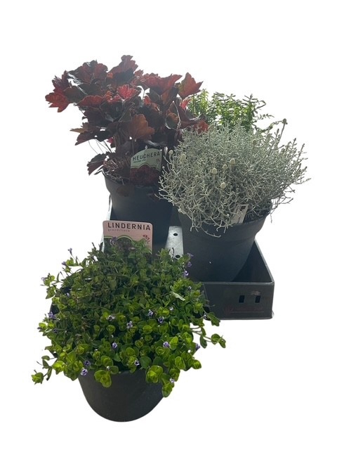 <h4>VASTE PLANT GEM 4 SO</h4>