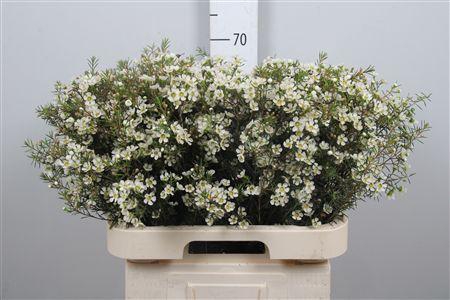 <h4>Chame Ivory Pearl</h4>