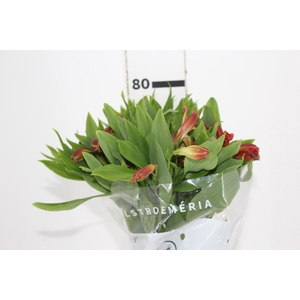 ALSTROEMERIA CINNAMON 080 CM