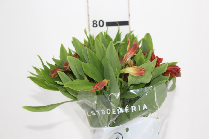 <h4>ALSTROEMERIA CINNAMON 080 CM</h4>