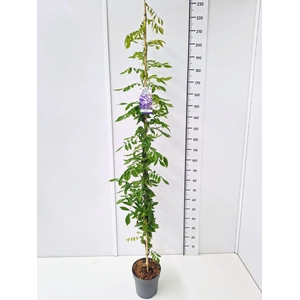 Wisteria overig