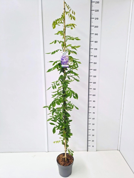 <h4>Wisteria overig</h4>